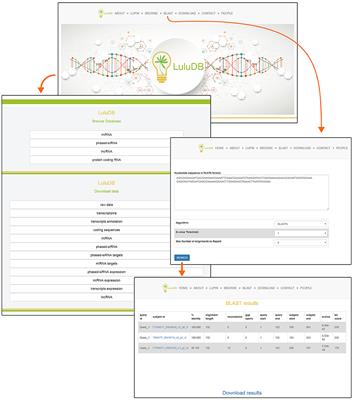 LuluDB—The Database Created Based on Small RNA, Transcriptome, and Degradome Sequencing Shows the Wide Landscape of Non-coding and Coding RNA in Yellow <mark class="highlighted">Lupine</mark> (Lupinus luteus L.) Flowers and Pods